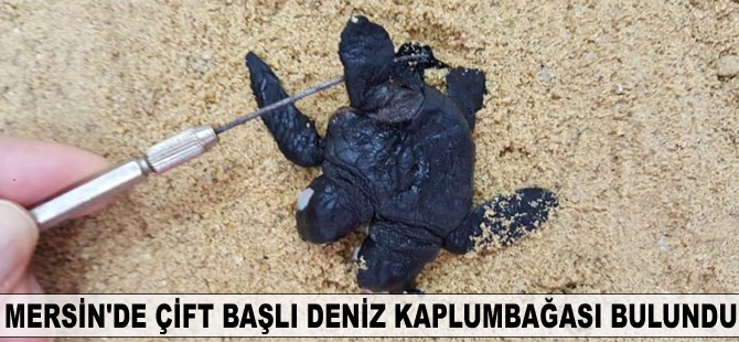 Mersin'de çift başlı deniz kaplumbağası bulundu