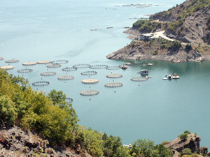Tokat'ta yılda 5 bin ton balık ihraç ediliyor