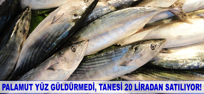 Palamut yüz güldürmedi, tanesi 20 liradan satılıyor!