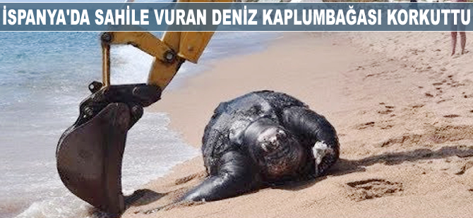 İspanya'da sahile vuran deniz kaplumbağası korkuttu
