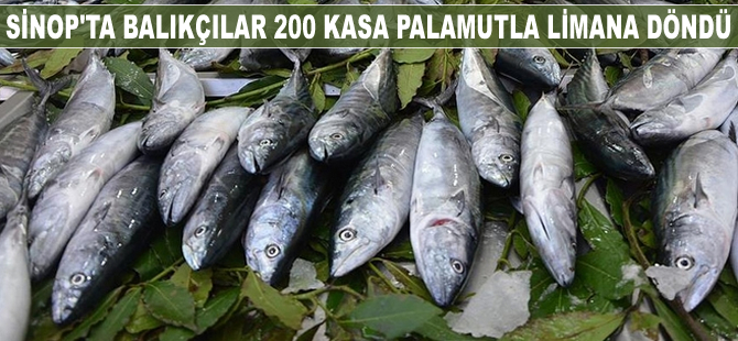 Sinop'ta balıkçılar 200 kasa palamutla limana döndü