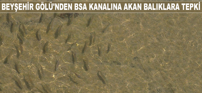 Beyşehir Gölü'nden BSA kanalına akan balıklara tepki oluştu