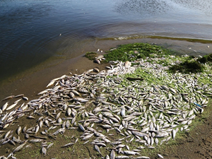 Bursa’da balıklar telef olmaya devam ediyor