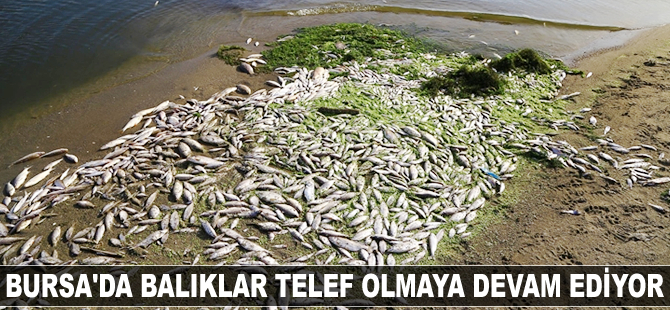Bursa’da balıklar telef olmaya devam ediyor