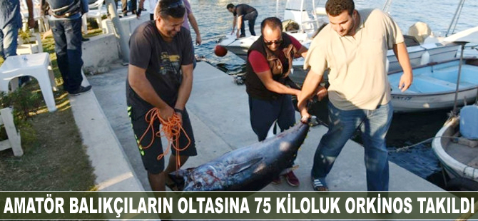Amatör balıkçıların oltasına 75 kiloluk orkinos takıldı