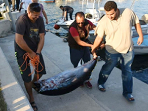 Amatör balıkçıların oltasına 75 kiloluk orkinos takıldı