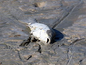 Meksika'da yağmur sırasında gökyüzünden balık düştü