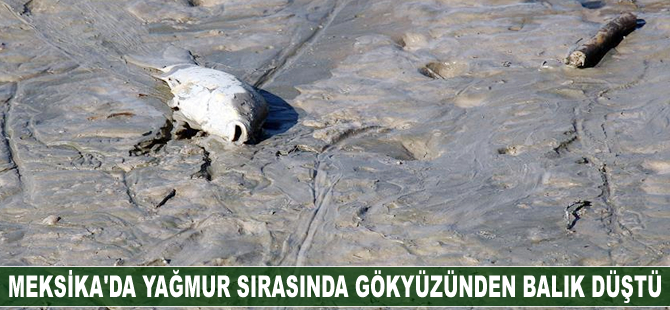 Meksika'da yağmur sırasında gökyüzünden balık düştü