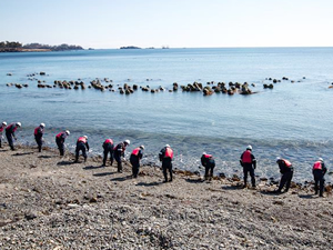 Japonya'daki tsunami 1 milyon deniz canlısını ABD kıyılarına sürükledi