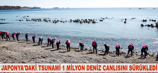 Japonya'daki tsunami 1 milyon deniz canlısını ABD kıyılarına sürükledi