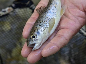 Kırmızı benekli alabalıklar doğaya uyum sağladı