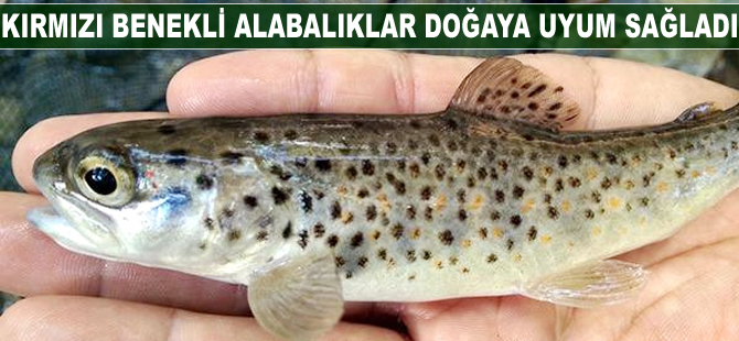 Kırmızı benekli alabalıklar doğaya uyum sağladı
