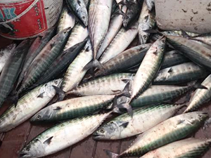 Zonguldaklı balıkçılar bol miktarda palamut avladı