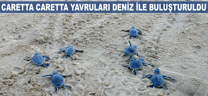 Caretta Caretta yavruları deniz ile buluşturuldu