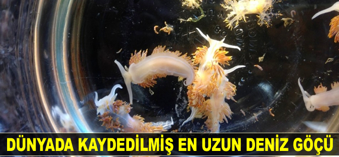 Dünyada kaydedilmiş en uzun deniz göçü