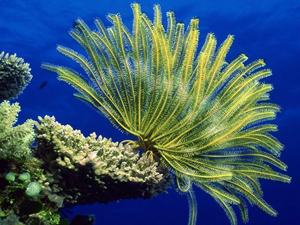 Dünyada kaydedilmiş en uzun deniz göçü