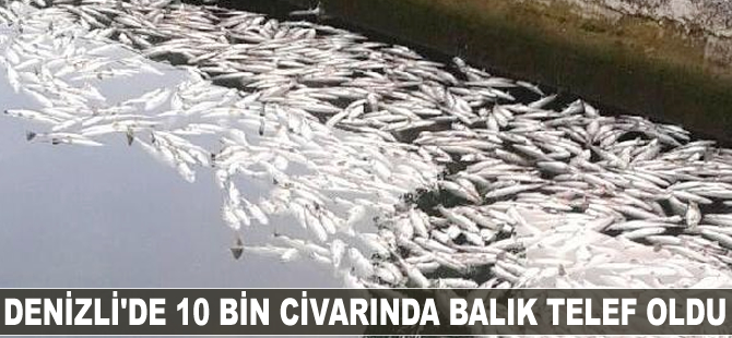 Denizli'de 10 bin civarında balık telef oldu