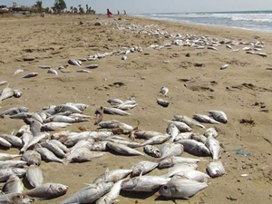 Mersin’in Silifke sahilinde yüzlerce balık telef oldu