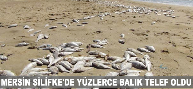 Mersin’in Silifke sahilinde yüzlerce balık telef oldu