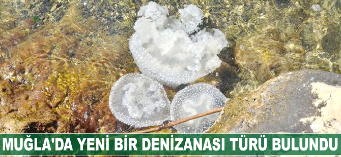 Muğla'da yeni bir denizanası türü bulundu