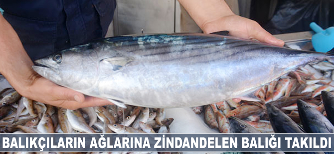 Balıkçıların ağlarına 'zindandelen balığı' takıldı