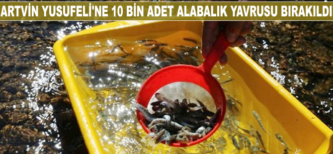 Artvin Yusufeli'ne 10 bin adet alabalık yavrusu bırakıldı