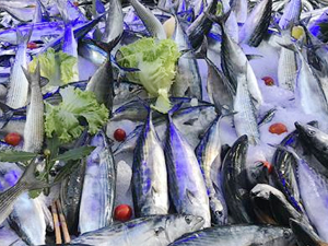 Karadeniz'de tezgahlar palamutla şenlendi