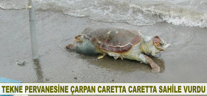 Teknenin pervanesine çarpan Caretta Caretta sahile vurdu