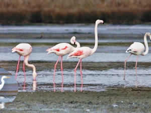 Hersek Lagünü, dünyadan takip edilebilecek