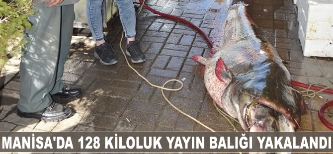 Manisa'da 128 kiloluk yayın balığı yakalandı