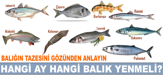 Hangi ay, hangi balık yenmeli?