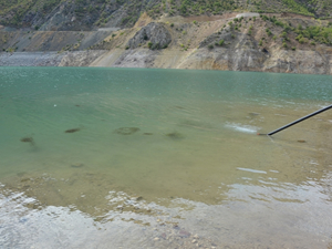 Muratlı-Borçka ve Deriner'e 1 milyon adet pullu sazan balığı yavrusu bırakıldı