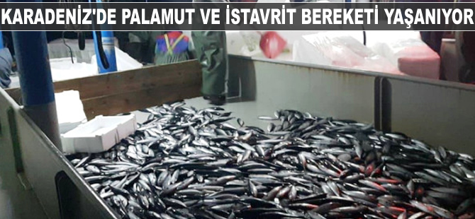 Karadeniz'de palamut ve istavrit bereketi yaşanıyor