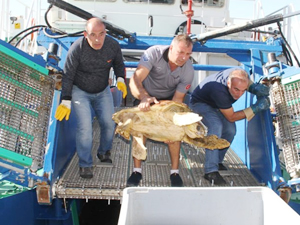 İzmir Körfezi’nde oltaya takılan Caretta kurtarıldı
