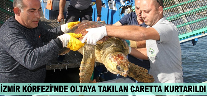 İzmir Körfezi’nde oltaya takılan Caretta kurtarıldı