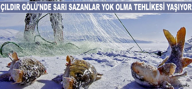 Çıldır Gölü'nde sarı sazanlar yok olma tehlikesi yaşıyor