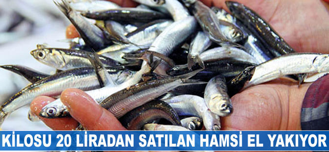Kilosu 20 liradan satılan hamsi el yakıyor