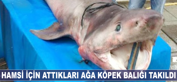 Hamsi için attıkları ağa köpek balığı takıldı