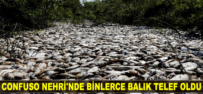 Confuso Nehri'nde balıklar telef oldu