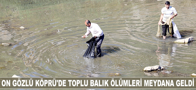 On Gözlü Köprü'de toplu balık ölümleri meydana geldi