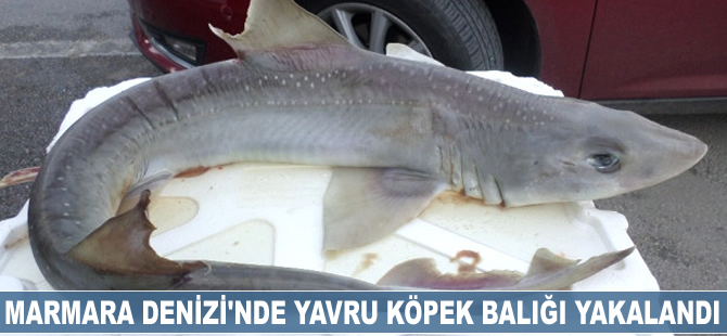 Marmara Denizi'nde yavru köpek balığı yakalandı