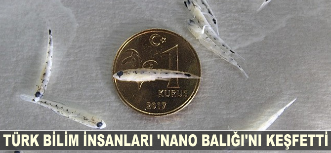 Türk bilim insanları 'Nano Balığı'nı keşfetti