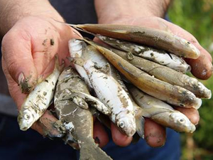 Yeşilırmak Nehri'nde balıklar telef oldu