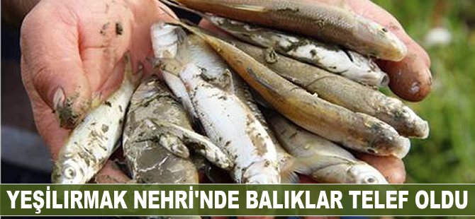 Yeşilırmak Nehri'nde balıklar telef oldu