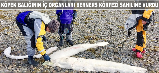Köpek balığının iç organları Berners Körfezi sahilline vurdu