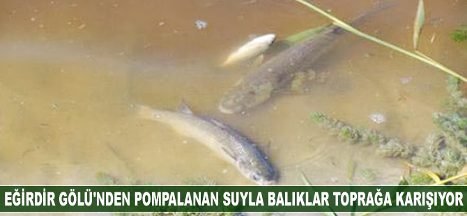 Eğirdir Gölü’nden pompalanan göl suyuyla balıklar toprağa karışıyor