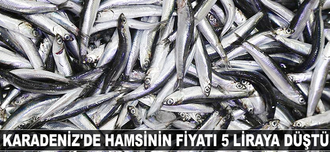 Karadeniz'de hamsinin fiyatı 5 liraya düştü