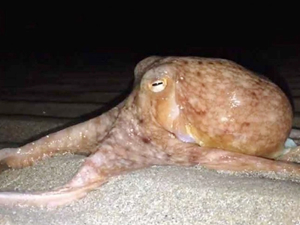 Galler'de ahtapotlar kıyıya sürüklendi