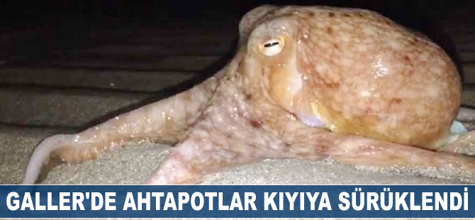 Galler'de ahtapotlar kıyıya sürüklendi