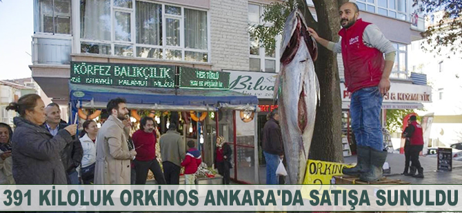 Rize'de yakalanan 391 kiloluk orkinos Ankara'da satışa sunuldu